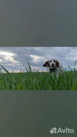 Собаки кокер спаниель