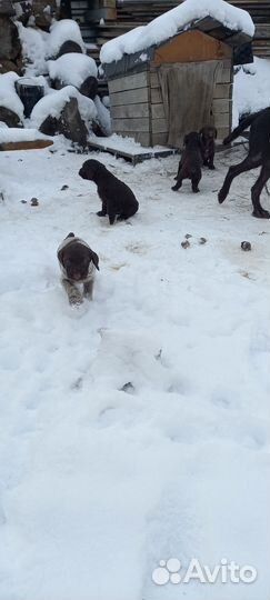 Щенки дратхара