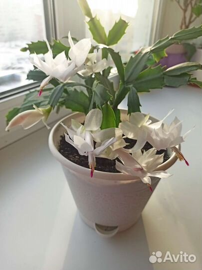 Декабрист белый и красный