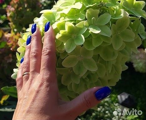 Гортензия Металлика