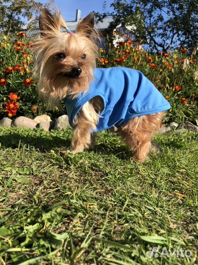 Пошив одежды для собак на заказ