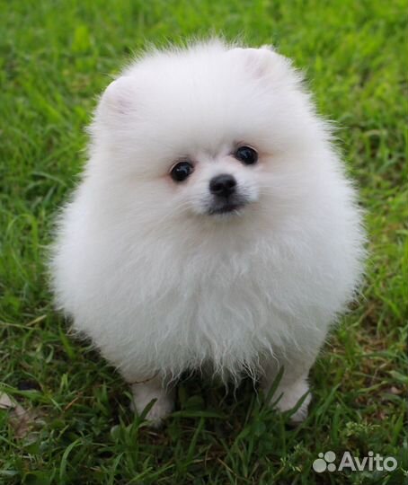Белый мини мальчик шпиц