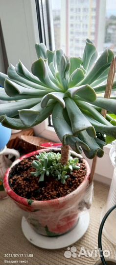 Эхверия Топси турви