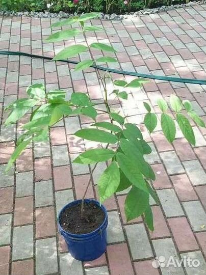 Саженец маньчжурского ореха, 70см, 2 года