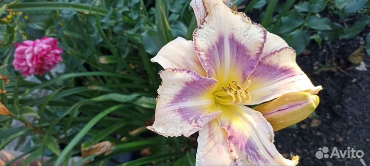 Цветы для сада