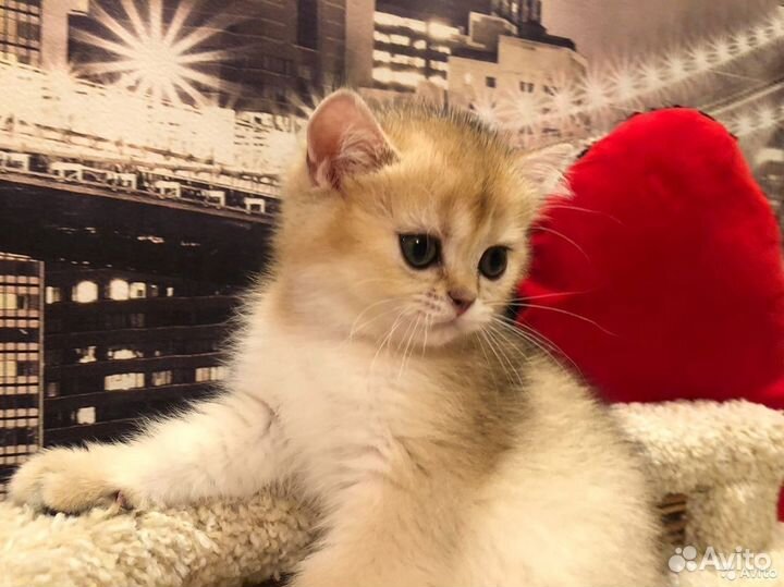 Элитные клубные золотые британцы