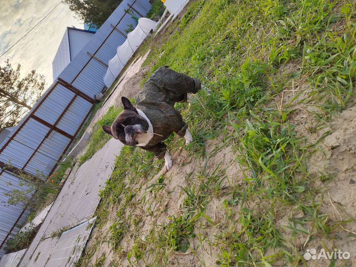 Французский бульдог кабель вязка