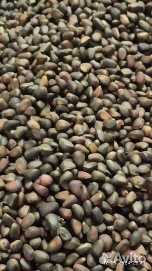 Кедровый орех