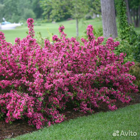 Вейгела цветущая, семена