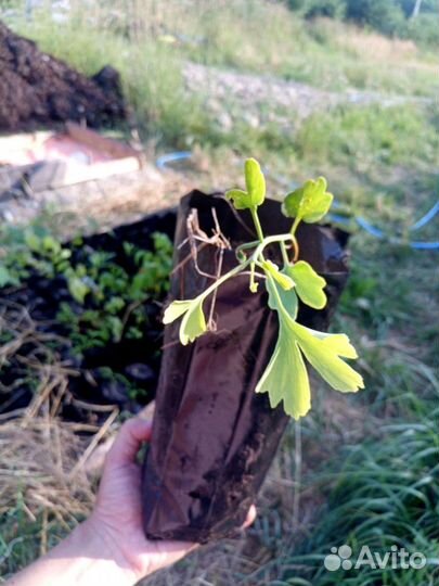 Саженцы гинкго, гинкго билоба, гинкго билоб