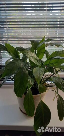 Спатифиллум даймонд