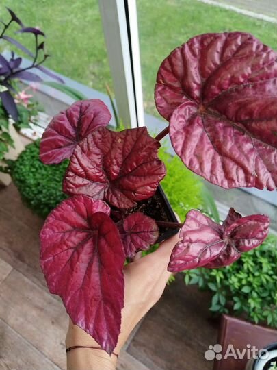 Бегония декоративно лиственная