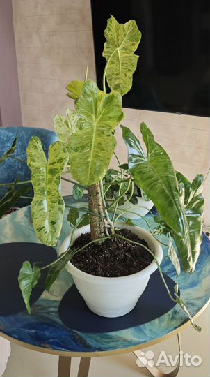 Комнатные растения (лианы)