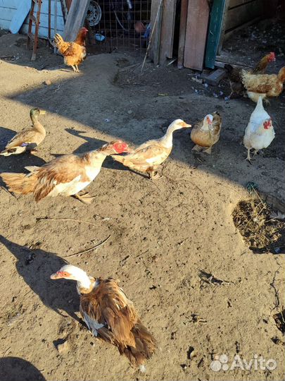 Индоутки на племя