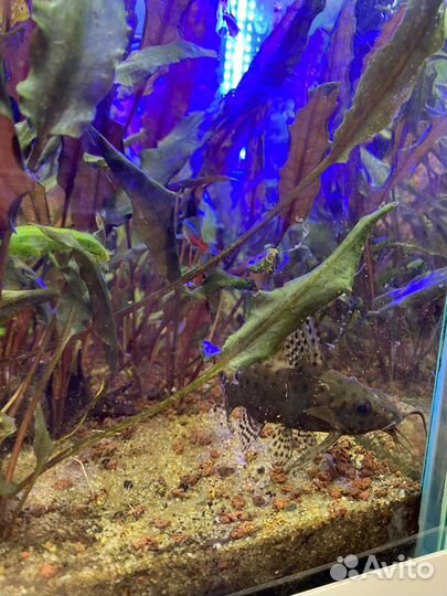 Аквариум с рыбками