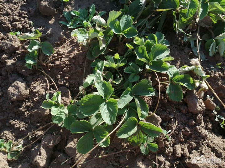 Рассада виктории