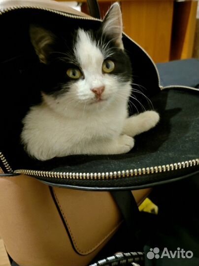Котята в добрые ручки