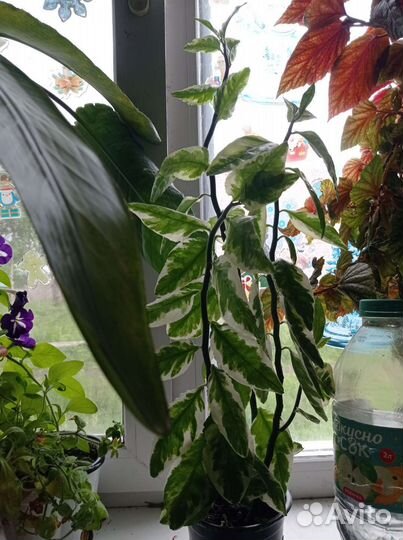 Педилантус