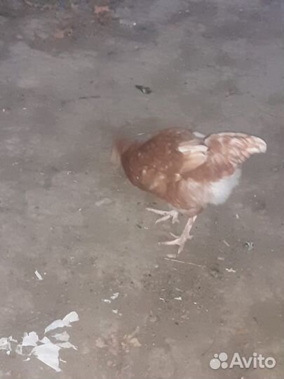 Куры петухи