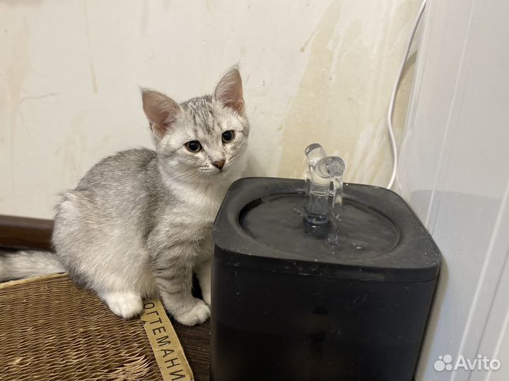 Котята 3 месяца