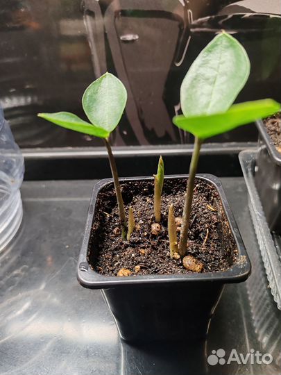 Замиокулькас