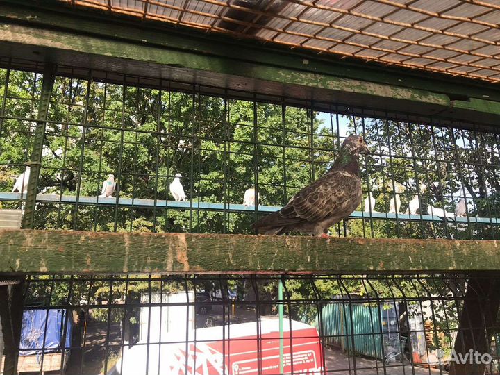 Пойманные голуби