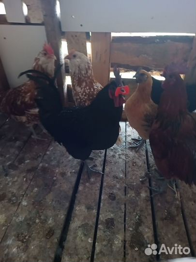 Молодые петухи Уйхелюль Лакеданзи Фавероль