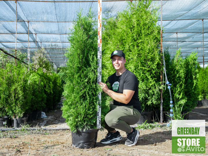 Туи колумна 1,4 м свежая копка 2023