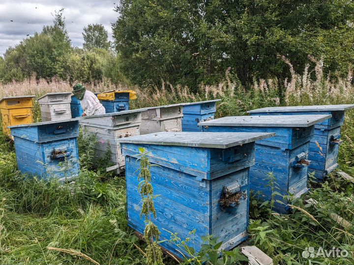 Пасека под ключ с инвентарем