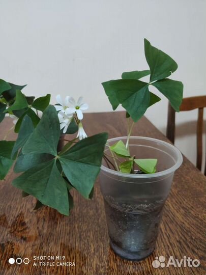 Батерфляй, кислица