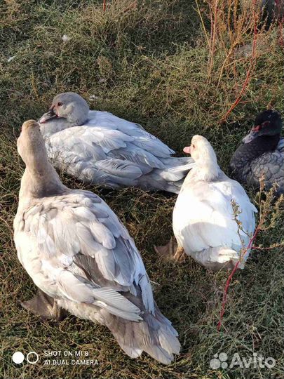 Мускусные утки