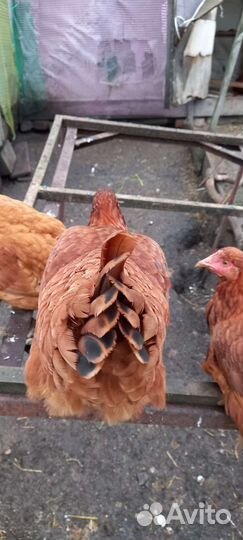 Куры молодки