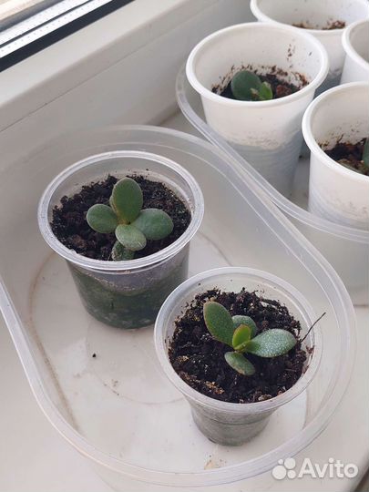 Крассула толстянка