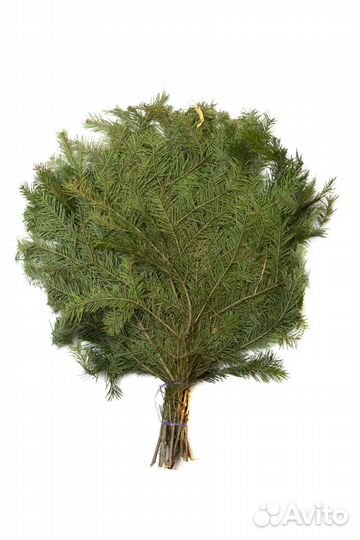 Веники из пихты и можжевельника для бани