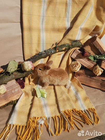 Декоративные кролики