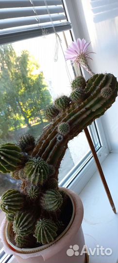 Кактус цветущий
