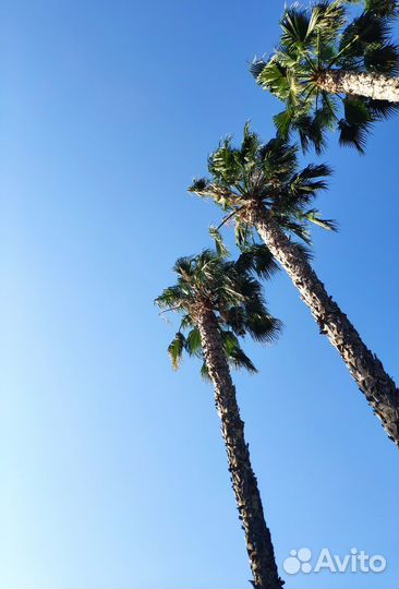 Свой человек на Кипре (Лимассол) доставка Кипр