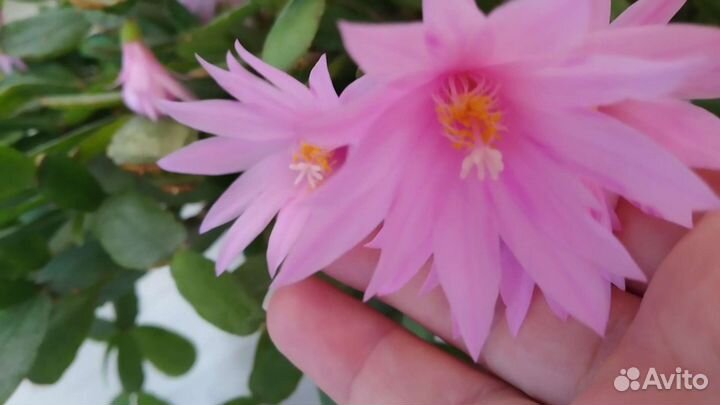 Декабрист рипсалидопсис пасхальник Торано розовый