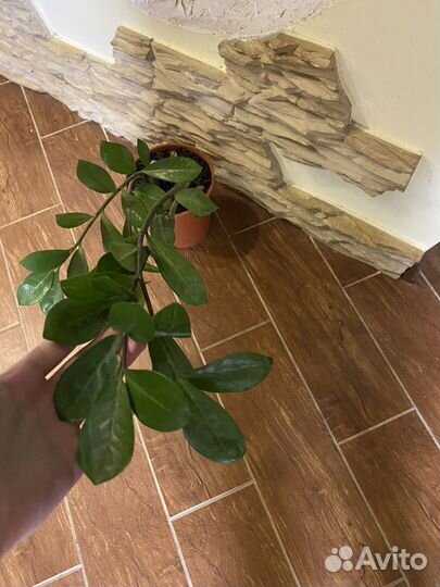 Замиокулькас