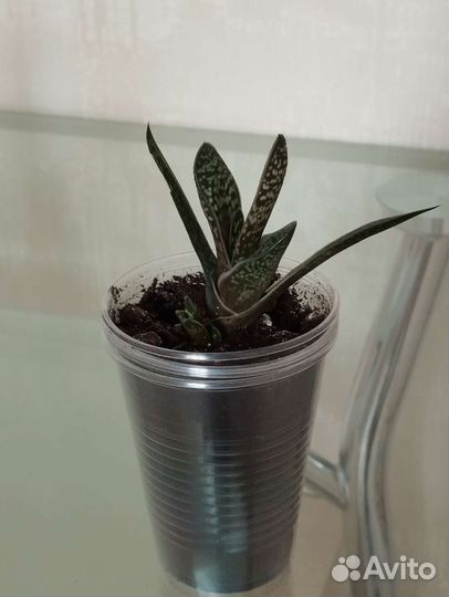 Суккуленты и другие комнатные растения