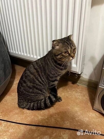 Кот ищет дом