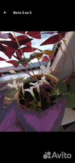 Кислица оксалис фиолетовая комнатное растение