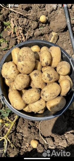 Картофель Аризона