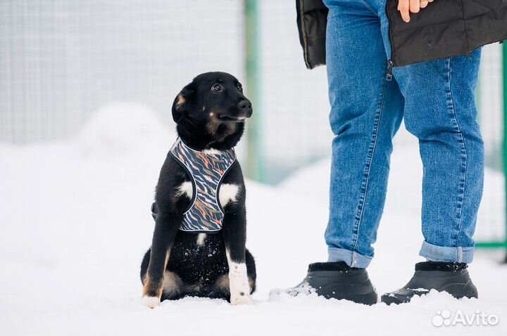 Прекрасная собачка Токио ищет дом