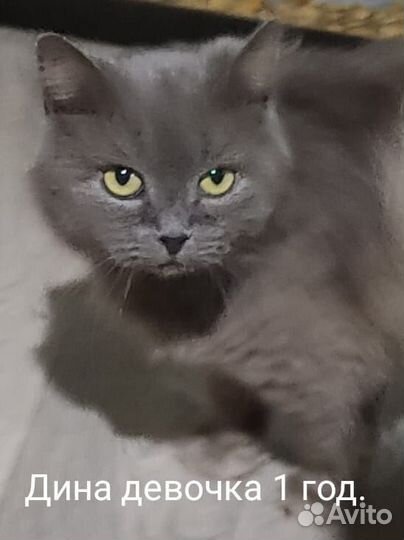 Собака в добрые руки отдам бесплатно