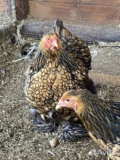 Петухи брама