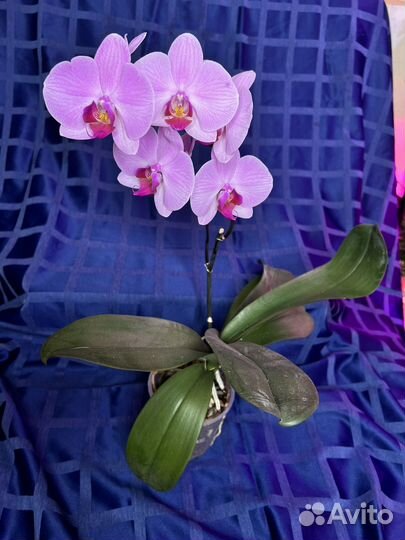 Орхидея фаленопсис