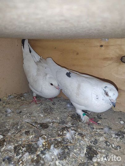 Таджикское голубь