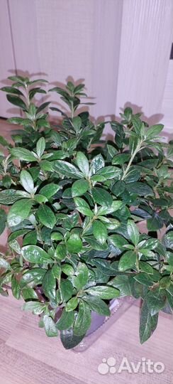 Азалия комнатная