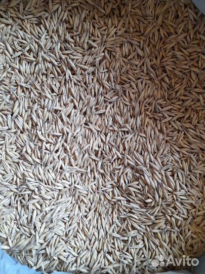 Овес чистый